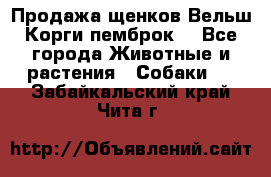 Продажа щенков Вельш Корги пемброк  - Все города Животные и растения » Собаки   . Забайкальский край,Чита г.